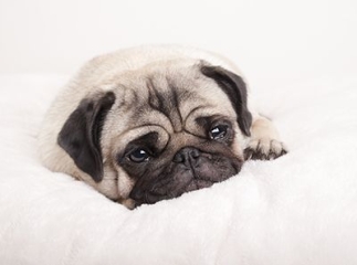 chiot qui pleure